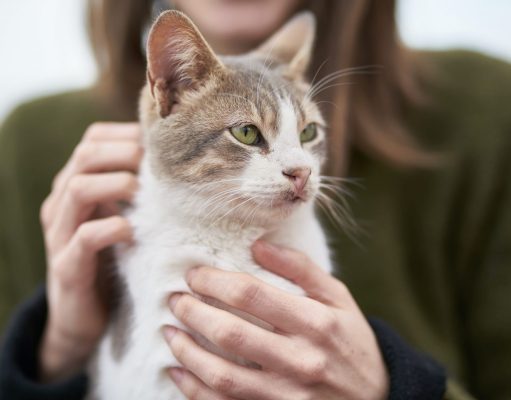 Cinco cuidados que fazem toda a diferença na saúde e felicidade dos gatos